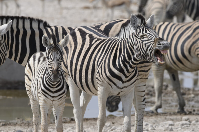 Travel Namibie 336